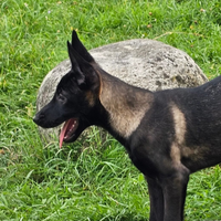 Cuccioli pastore Belga Malinois carbone