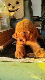 Cucciole Barboncino nano