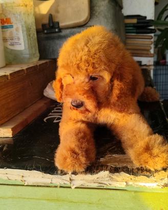 Cucciole Barboncino nano