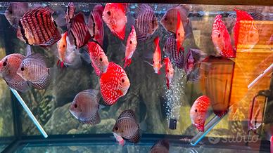 Discus Summer sale