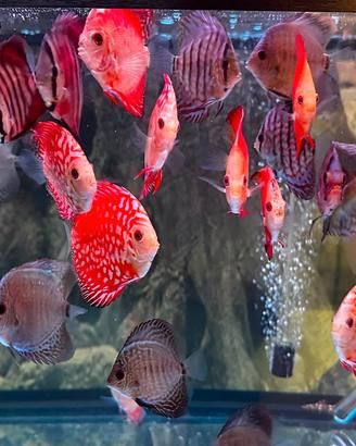 Discus Summer sale