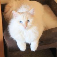 NESTOR gatto razza ragdoll con pedigree