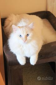 NESTOR gatto razza ragdoll con pedigree