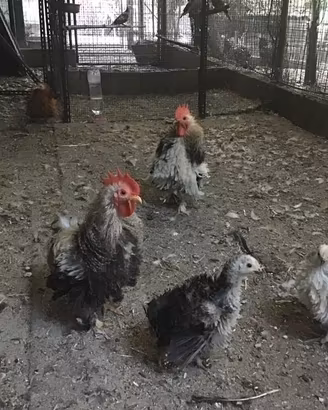 Trio polli Cocincine nane arricciate