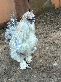 Gallo moroseta domestico