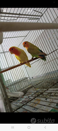 Papagalli