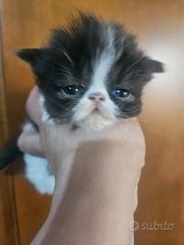 Gatto persiano cuccioli
