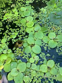 Piante galleggianti per acquari/mini pond