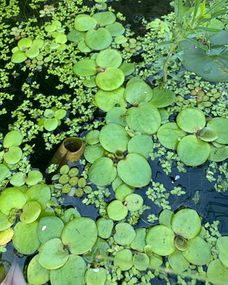 Piante galleggianti per acquari/mini pond
