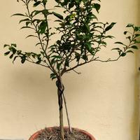 Yuzu (citrus junus) 100cm - agrume giapponese
