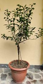 Yuzu (citrus junus) 100cm - agrume giapponese