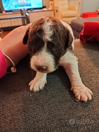 Cuccioli di Lagotto romagnolo