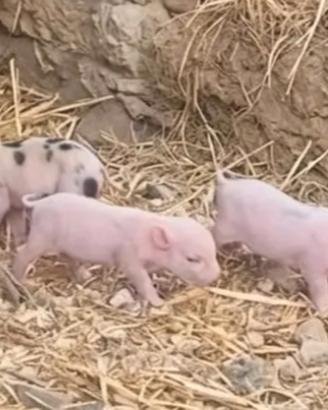 Maialini nani un maschio e una femmina
