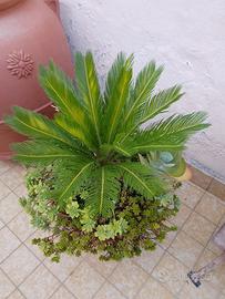 Piante 