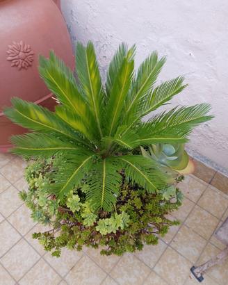Piante 