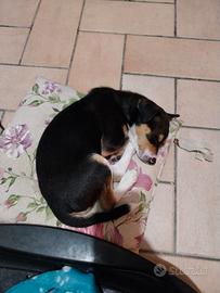 Cane di piccola tagllia