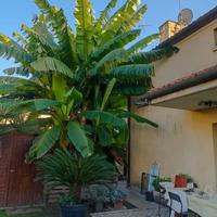 Venezia Mestre disponibili Piante di banano
