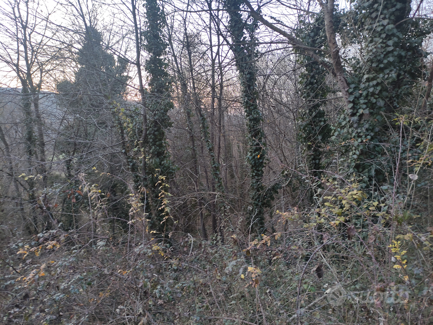 Terreno agricolo con bosco ceduo - Vista 3