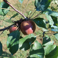 Terreno Fauglia