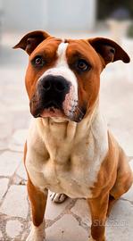 Disponibile per monta American Staffordshire
