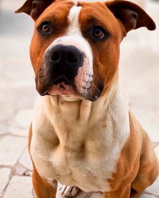 Disponibile per monta American Staffordshire