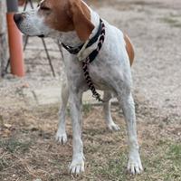 Bracco pointer da tartufo