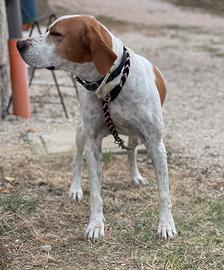 Bracco pointer da tartufo