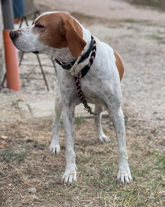 Bracco pointer da tartufo