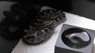 Serpente del grano