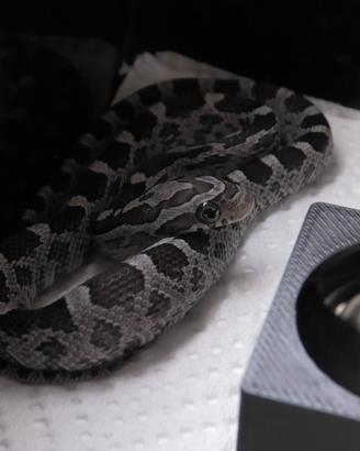 Serpente del grano
