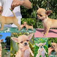 Coppia di chihuahua