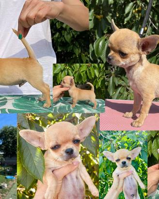 Coppia di chihuahua