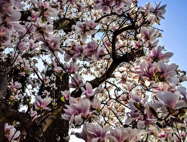 Piante ornamentali da giardino (2)