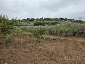 Terreno recintato con uliveto e frutteto. Florinas
