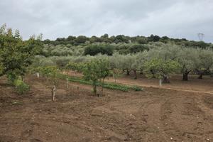 Terreno recintato con uliveto e frutteto. Florinas