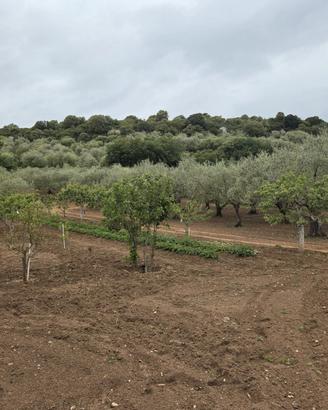 Terreno recintato con uliveto e frutteto. Florinas