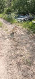 Cucciolo di labrador