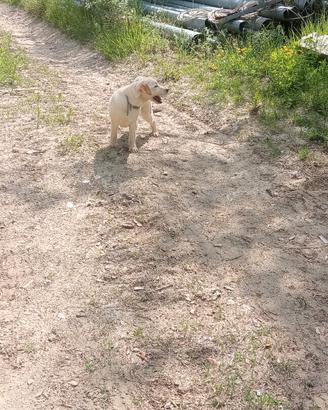 Cucciolo di labrador