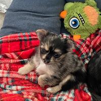 Cucciola di Chihuahua blue merle