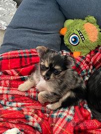 Cucciola di Chihuahua blue merle