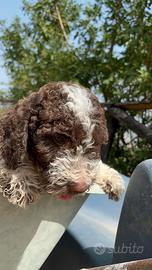 Lagotto romagnolo