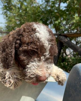 Lagotto romagnolo