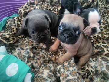 Cuccioli Bulldog francese disponibili