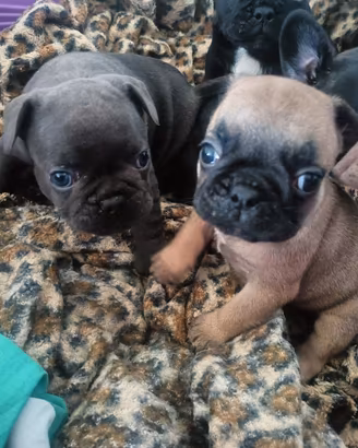 Cuccioli Bulldog francese disponibili