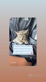 Gattino ? padrone