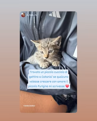 Gattino ? padrone