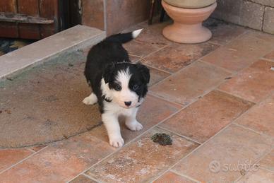Femmina Border Collie