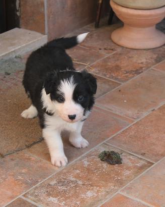 Femmina Border Collie
