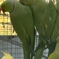 Parrocchetti dal collare