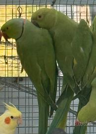 Parrocchetti dal collare